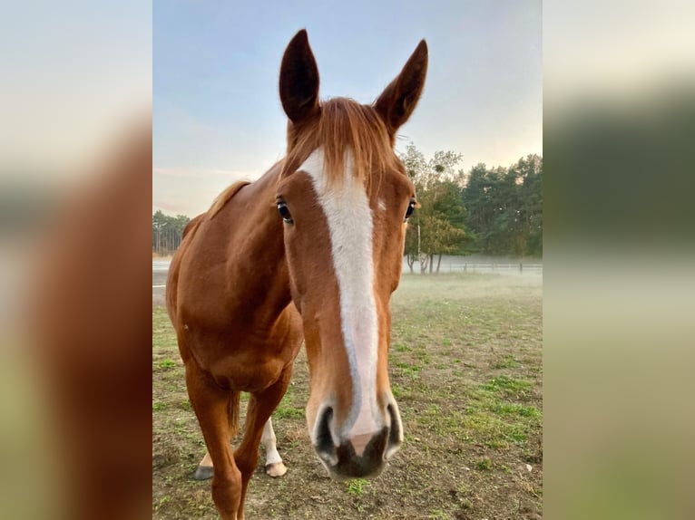 Thoroughbred Mare 6 years 15,2 hh Chestnut-Red in Altlandsberg