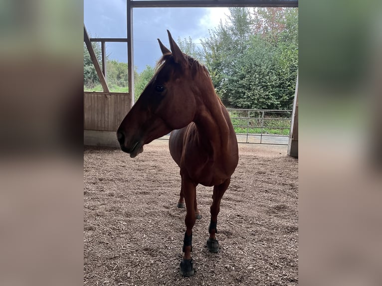 Thoroughbred Mare 6 years 15,2 hh Chestnut-Red in Gründau