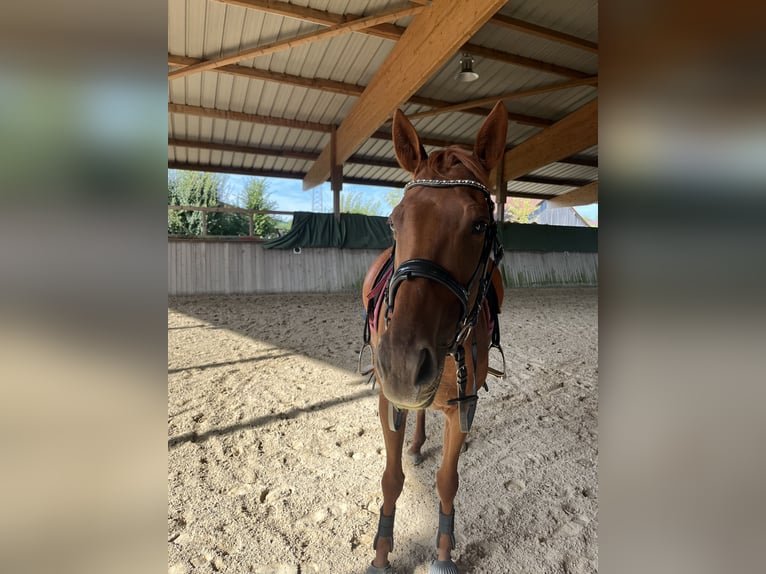 Thoroughbred Mare 6 years 15,2 hh Chestnut-Red in Gründau