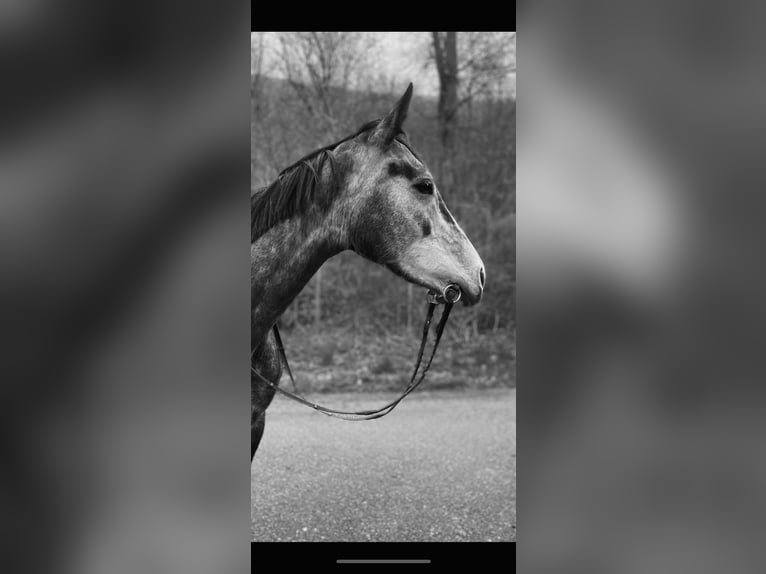 Thoroughbred Mix Mare 6 years 15.2 hh Grey-Dark-Tan in Perles