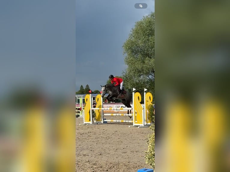 Thoroughbred Mix Mare 6 years 15.2 hh Grey-Dark-Tan in Perles