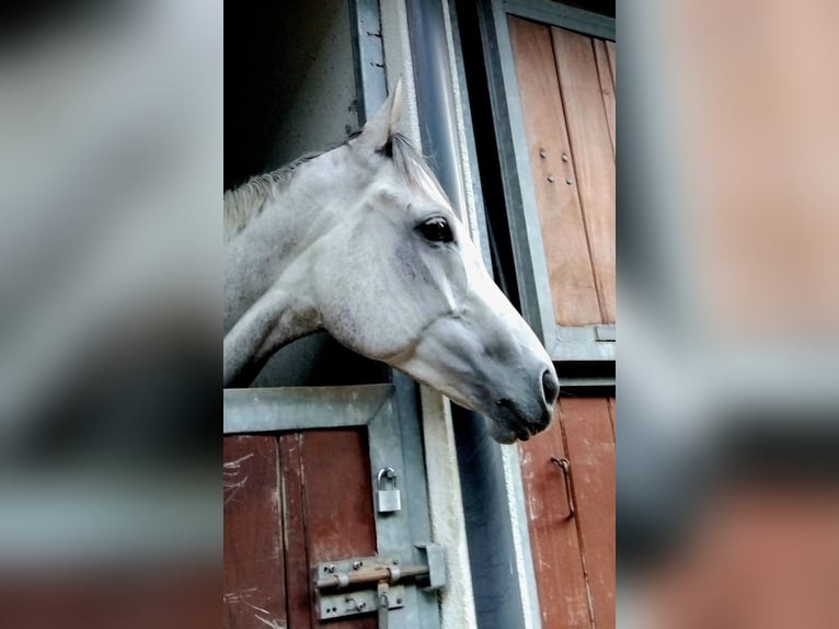 Thoroughbred Mare 6 years 15.2 hh Grey in Gifhorn