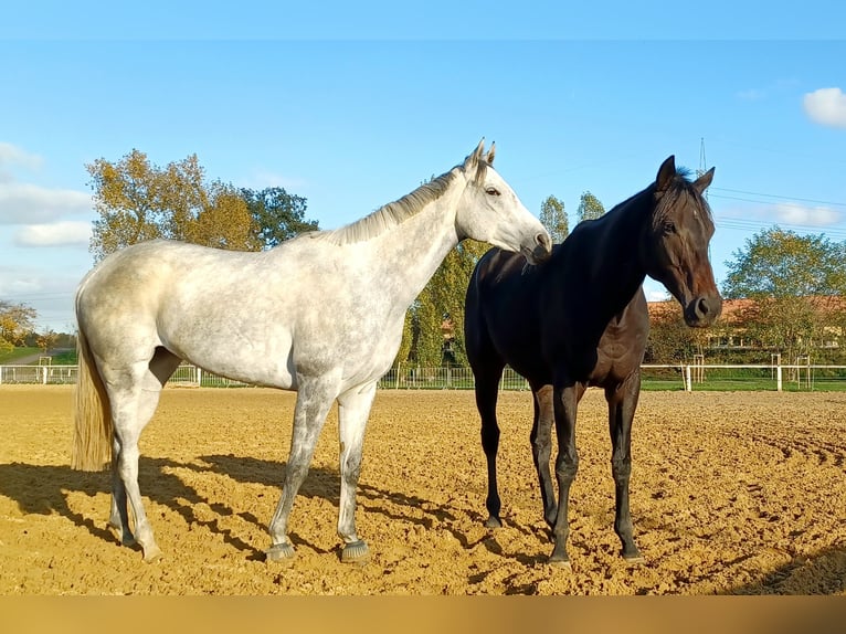Thoroughbred Mare 6 years 15.2 hh Grey in Gifhorn
