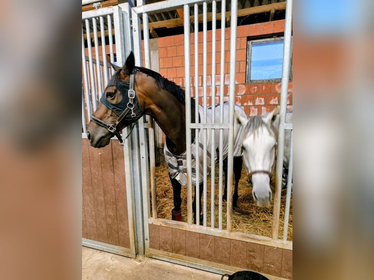 Thoroughbred Mare 6 years 15.2 hh Grey in Gifhorn