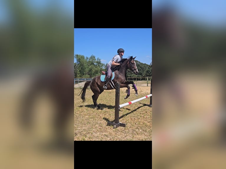 Thoroughbred Mare 6 years 15 hh Bay-Dark in Lewisville