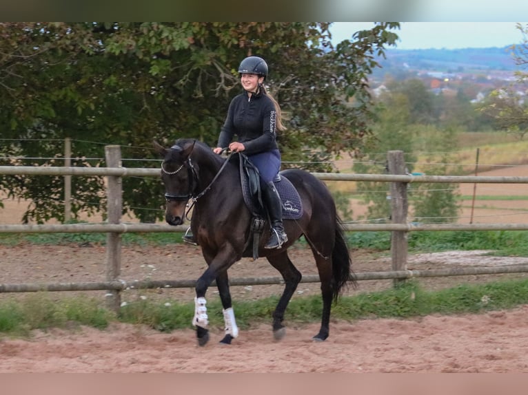 Thoroughbred Mare 6 years 15 hh Brown in Bad Wimpfen Thoroughbred Mare 6 years 15 hh Brown in Bad Wimpfen