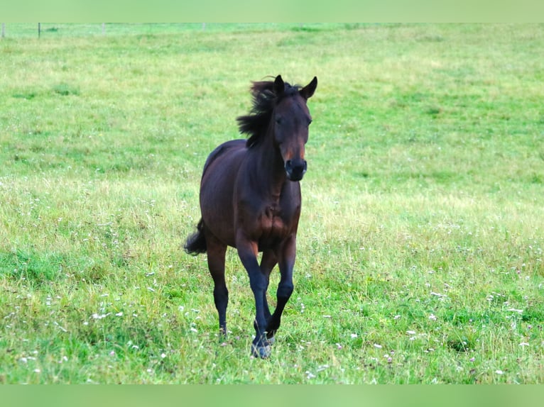 Thoroughbred Mare 6 years 15 hh Brown in Bad Wimpfen Thoroughbred Mare 6 years 15 hh Brown in Bad Wimpfen