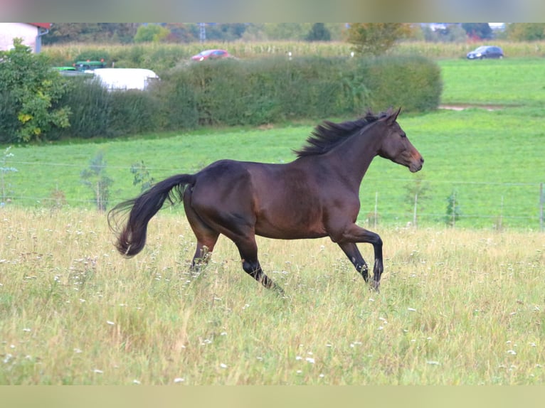 Thoroughbred Mare 6 years 15 hh Brown in Bad Wimpfen Thoroughbred Mare 6 years 15 hh Brown in Bad Wimpfen