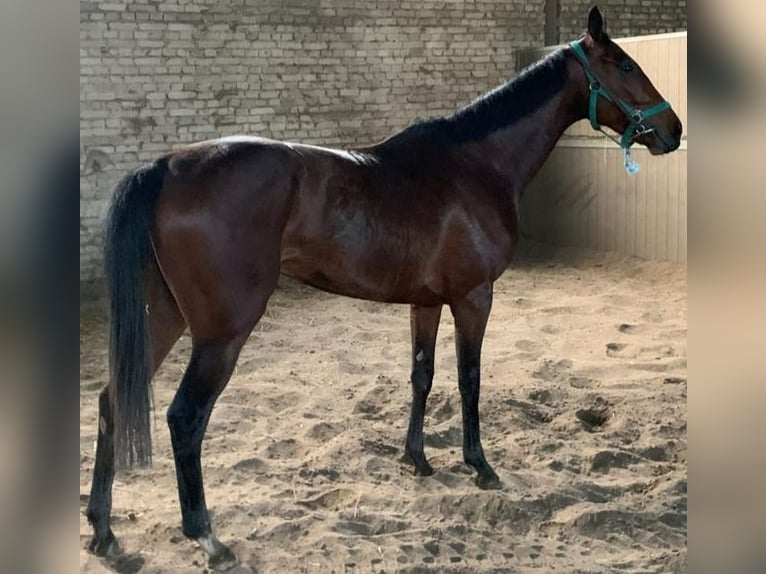 Thoroughbred Mare 6 years 15,1 hh Brown in Dortmund