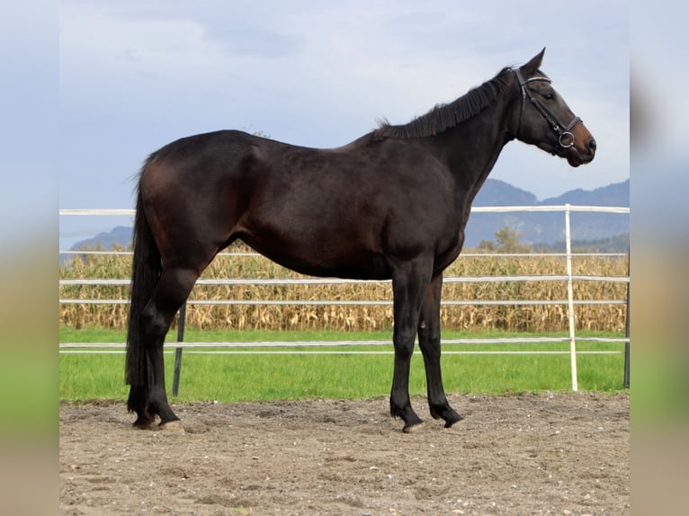 Thoroughbred Mare 6 years 15,1 hh Smoky-Black in Kirchbichl