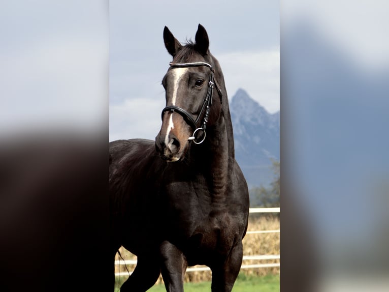 Thoroughbred Mare 6 years 15,1 hh Smoky-Black in Kirchbichl