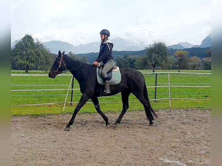Thoroughbred Mare 6 years 15,1 hh Smoky-Black in Kirchbichl
