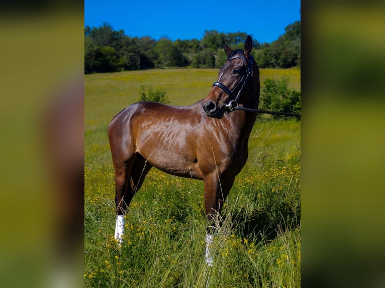 Thoroughbred Mare 6 years 15,2 hh Bay-Dark in Valencia