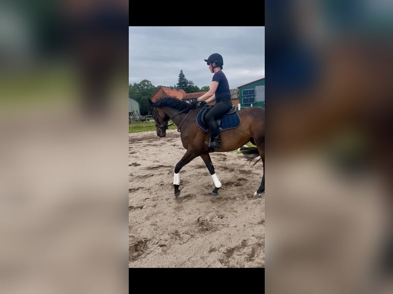 Thoroughbred Mare 6 years 15,2 hh Bay-Dark in Suderburg