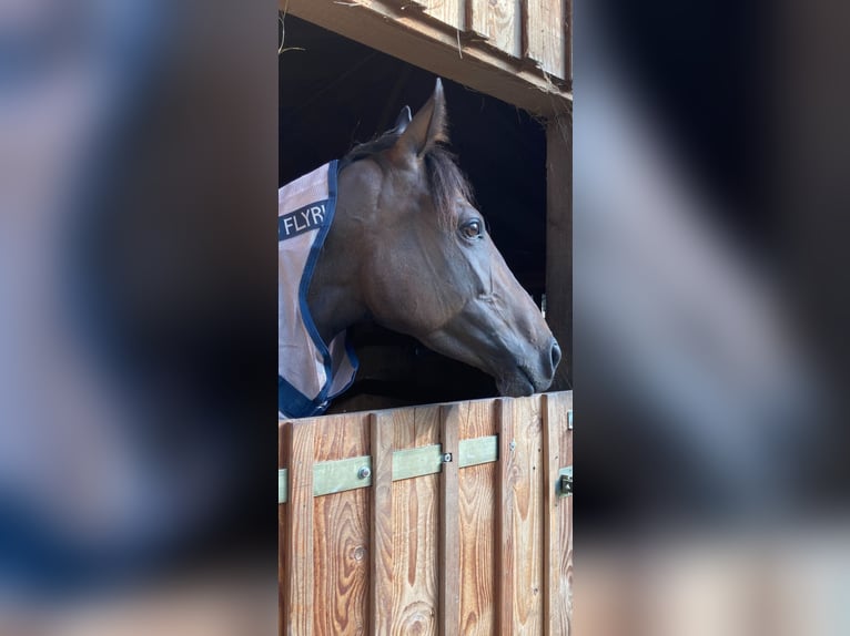 Thoroughbred Mare 6 years 15,2 hh Bay-Dark in Suderburg
