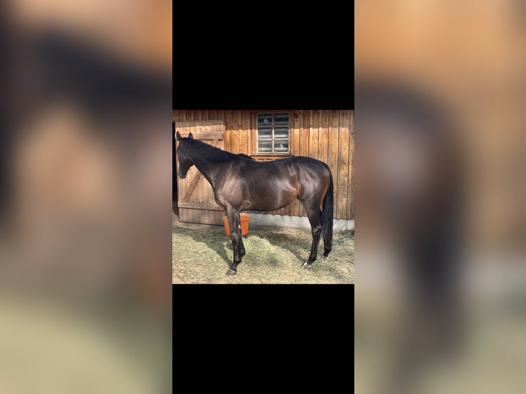 Thoroughbred Mare 6 years 15,2 hh Bay-Dark in Suderburg