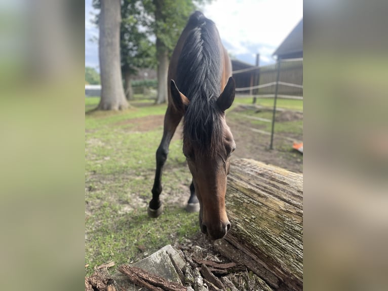 Thoroughbred Mare 6 years 15,2 hh Bay-Dark in Suderburg