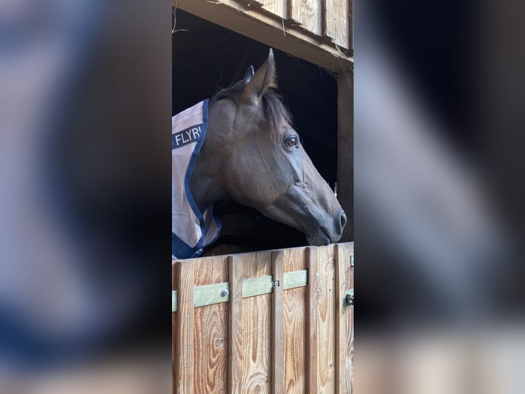 Thoroughbred Mare 6 years 15,2 hh Bay-Dark in Suderburg