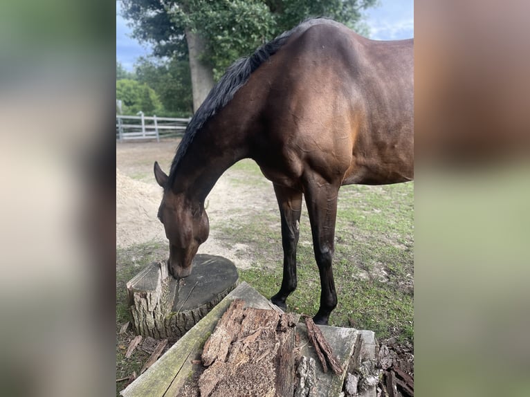Thoroughbred Mare 6 years 15,2 hh Bay-Dark in Suderburg