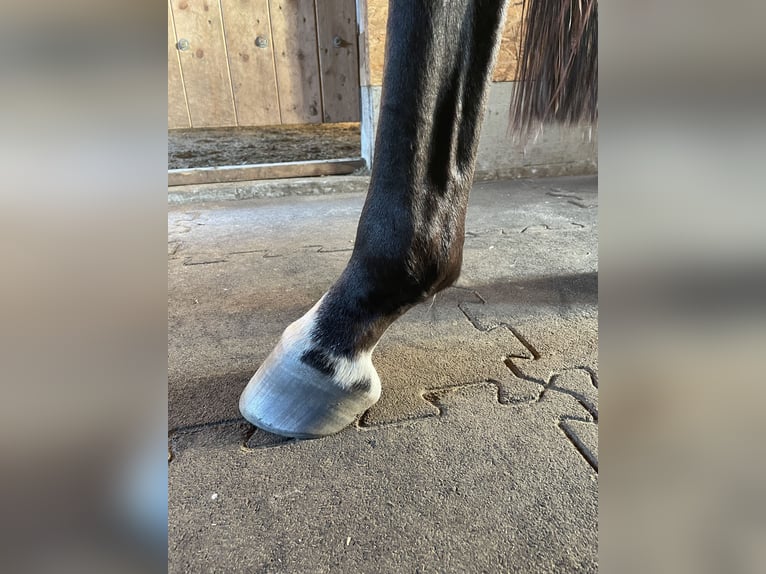 Thoroughbred Mare 6 years 15,2 hh Bay-Dark in Suderburg