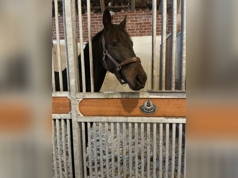 Thoroughbred Mare 6 years 15,2 hh Bay-Dark in Suderburg