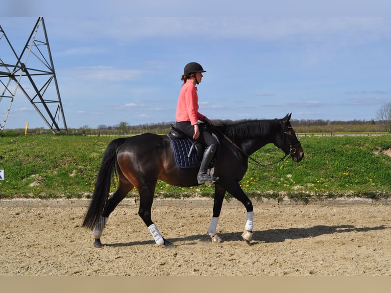 Thoroughbred Mare 6 years 15,2 hh Bay-Dark in Merzenich