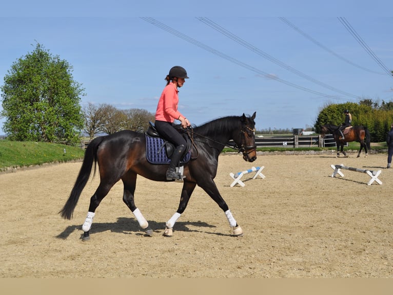 Thoroughbred Mare 6 years 15,2 hh Bay-Dark in Merzenich