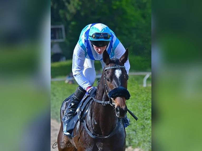 Thoroughbred Mare 6 years 15,2 hh Bay-Dark in Merzenich