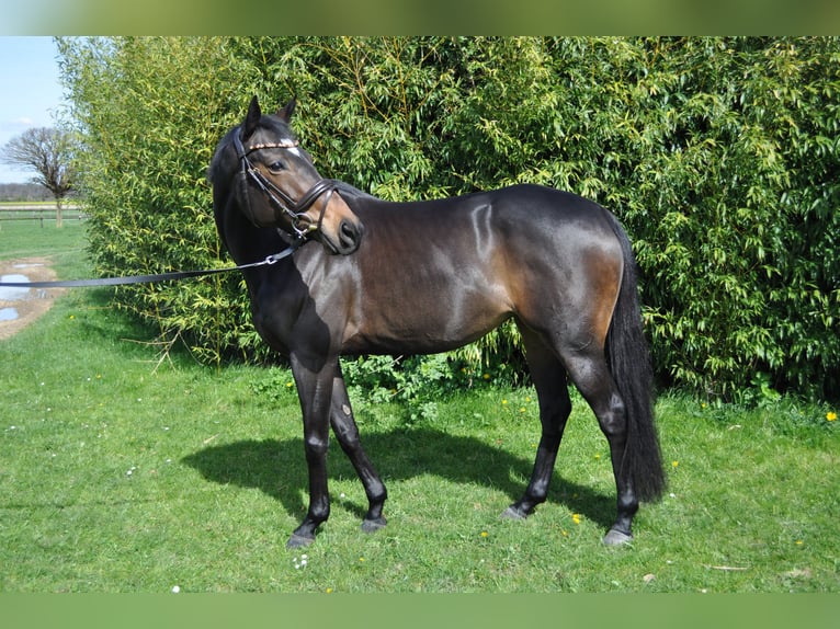 Thoroughbred Mare 6 years 15,2 hh Bay-Dark in Merzenich