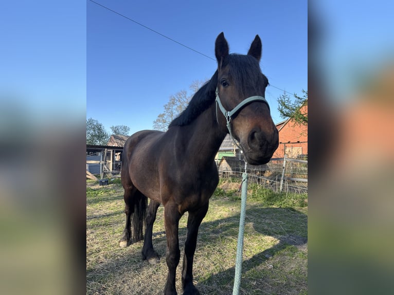 Thoroughbred Mix Mare 6 years 15,2 hh Bay-Dark in Geestland