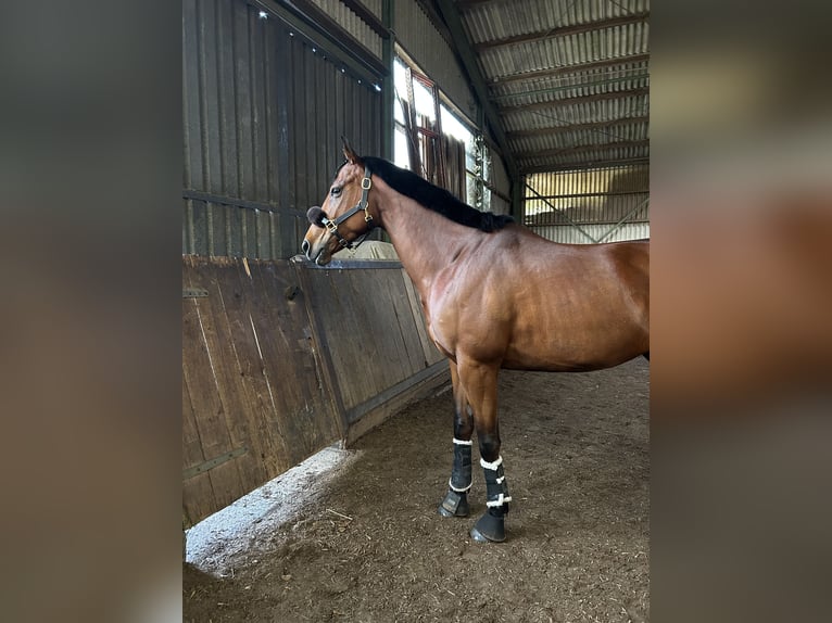 Thoroughbred Mare 6 years 15,2 hh Brown in Hamburg Lohbr&#xFC;gge