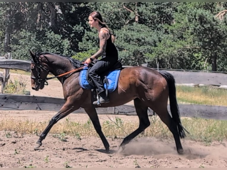 Thoroughbred Mare 6 years 15,2 hh Brown in Stegelitz