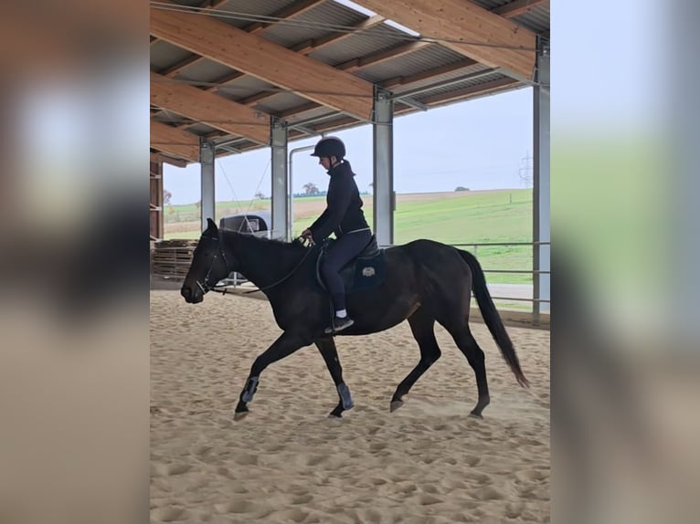 Thoroughbred Mare 6 years 15,2 hh Brown in Maria Neustift