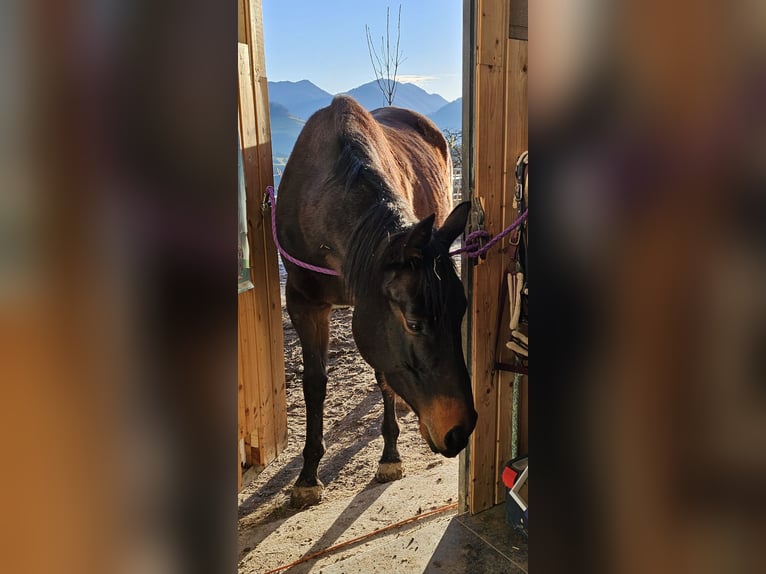 Thoroughbred Mare 6 years 15,2 hh Brown in Maria Neustift