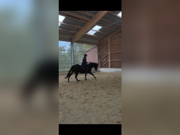 Thoroughbred Mare 6 years 15,2 hh Brown in Maria Neustift