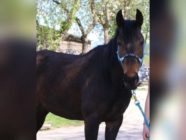 Thoroughbred Mare 6 years 15,2 hh Brown in Maria Neustift