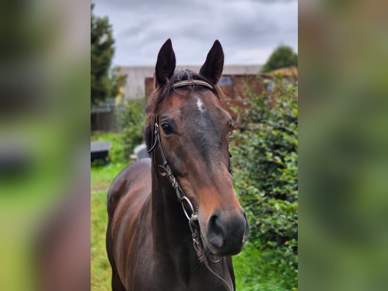 Thoroughbred Mare 6 years 15,2 hh Brown in Neuenhagen