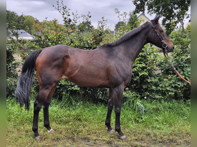 Thoroughbred Mare 6 years 15,2 hh Brown in Neuenhagen