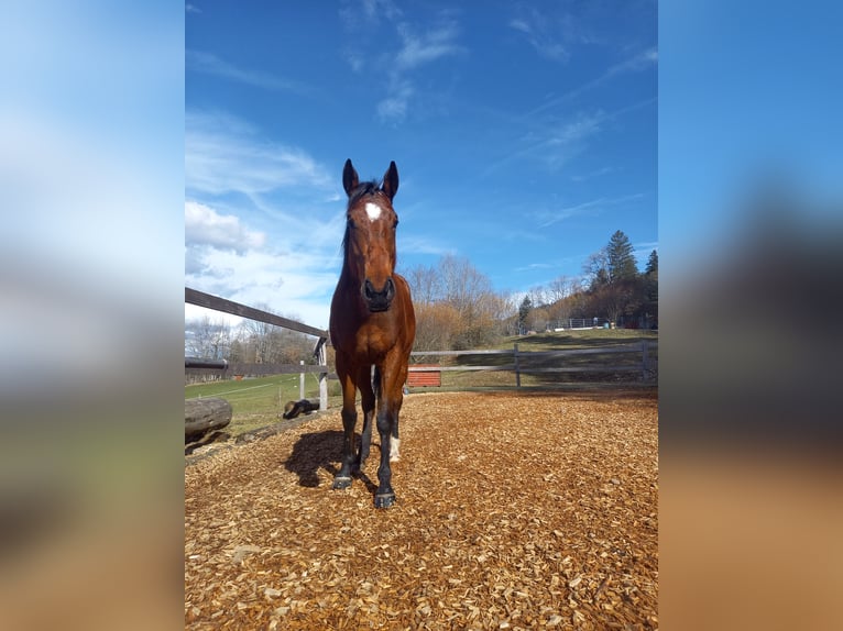 Thoroughbred Mare 6 years 15,2 hh Brown in Saignelégier