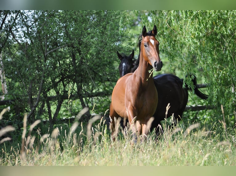 Thoroughbred Mare 6 years 15,2 hh Brown in Saignelégier