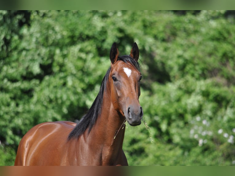 Thoroughbred Mare 6 years 15,2 hh Brown in Saignelégier