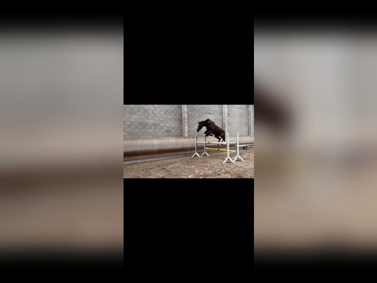 Thoroughbred Mare 6 years 15,2 hh Brown in Torrelavega