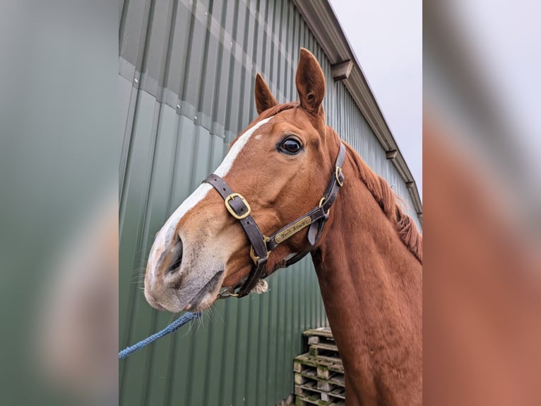 Thoroughbred Mare 6 years 15,2 hh Chestnut-Red in Altlandsberg Thoroughbred Mare 6 years 15,2 hh Chestnut-Red in Altlandsberg