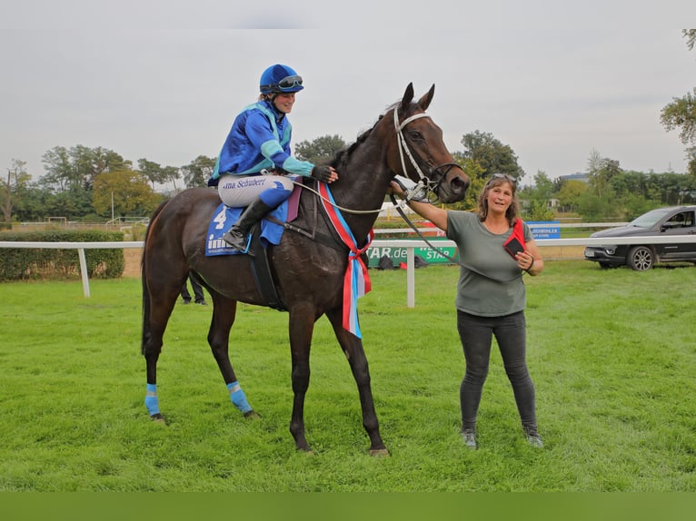 Thoroughbred Mare 6 years 16,1 hh Bay-Dark in Gummersbach