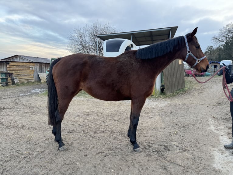 Thoroughbred Mare 6 years 16,1 hh Brown in Rohrbach