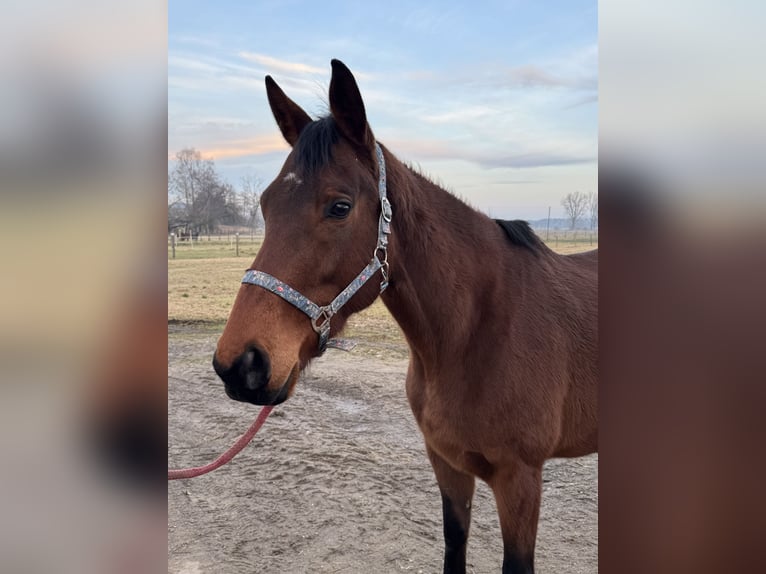 Thoroughbred Mare 6 years 16,1 hh Brown in Rohrbach