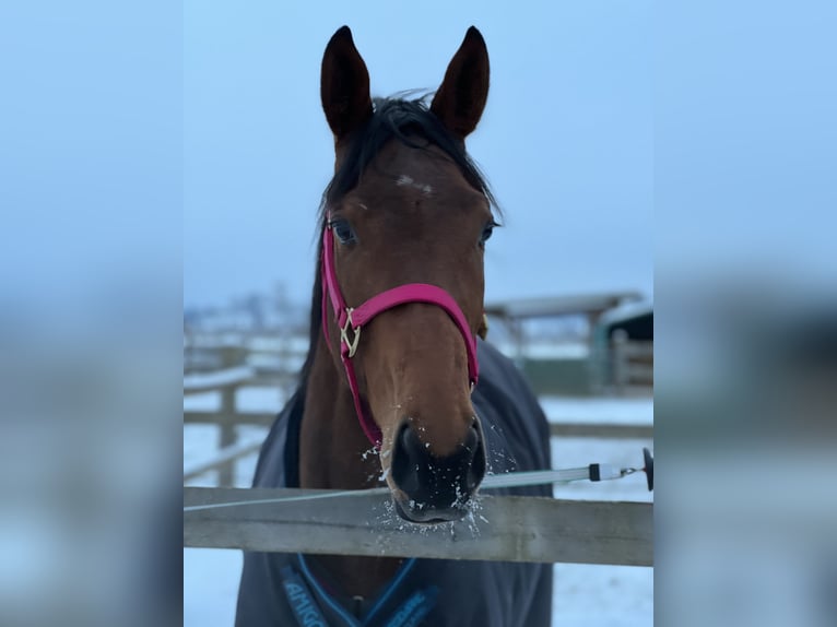 Thoroughbred Mare 6 years 16,1 hh Brown in Rohrbach