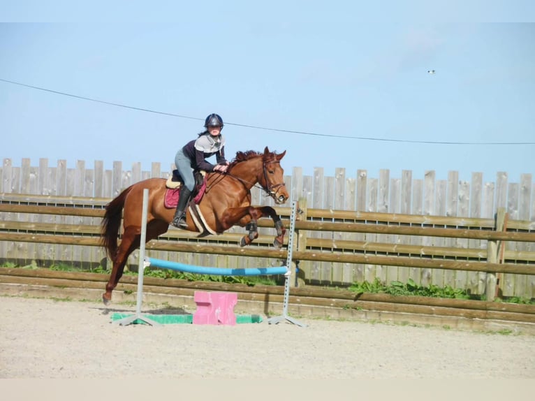 Thoroughbred Mare 6 years 16.1 hh Chestnut-Red in 22 Rue Lemoine Montoire-sur-le-loir