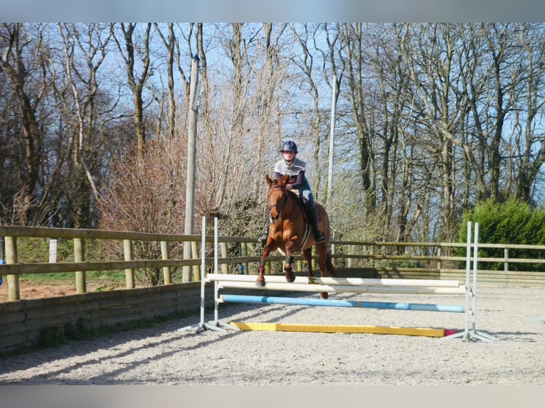 Thoroughbred Mare 6 years 16.1 hh Chestnut-Red in 22 Rue Lemoine Montoire-sur-le-loir