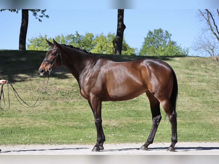 Thoroughbred Mix Mare 6 years 16.2 hh Bay in Stadl-Paura